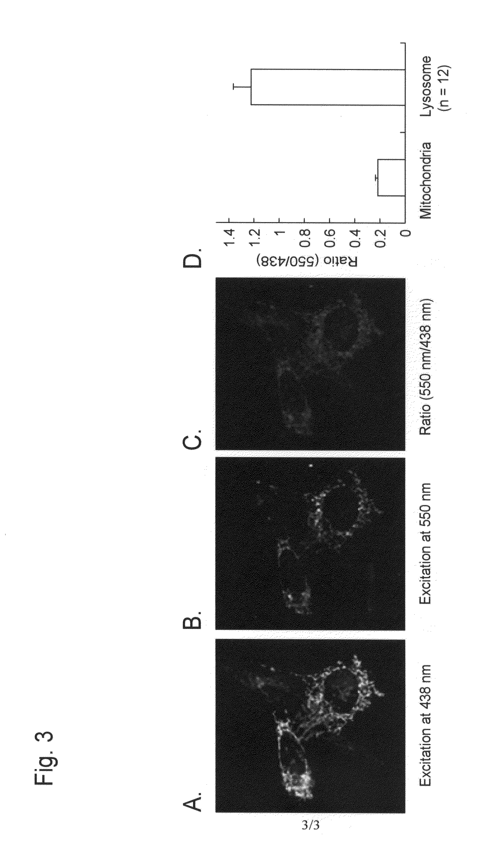 Method for measuring autophagy