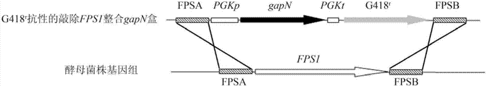 Method for constructing industrial saccharomyces cerevisiae engineering bacteria by integrating metabolism and rearrangement of gene