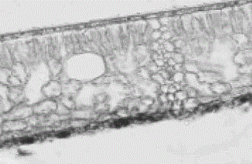 Rapid frozen section method for camphor leaf