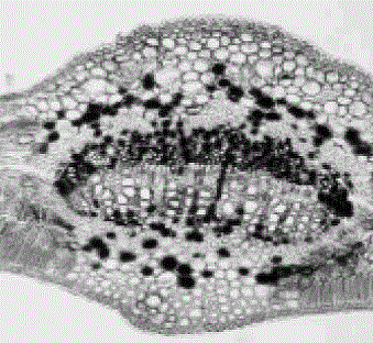 Rapid frozen section method for camphor leaf