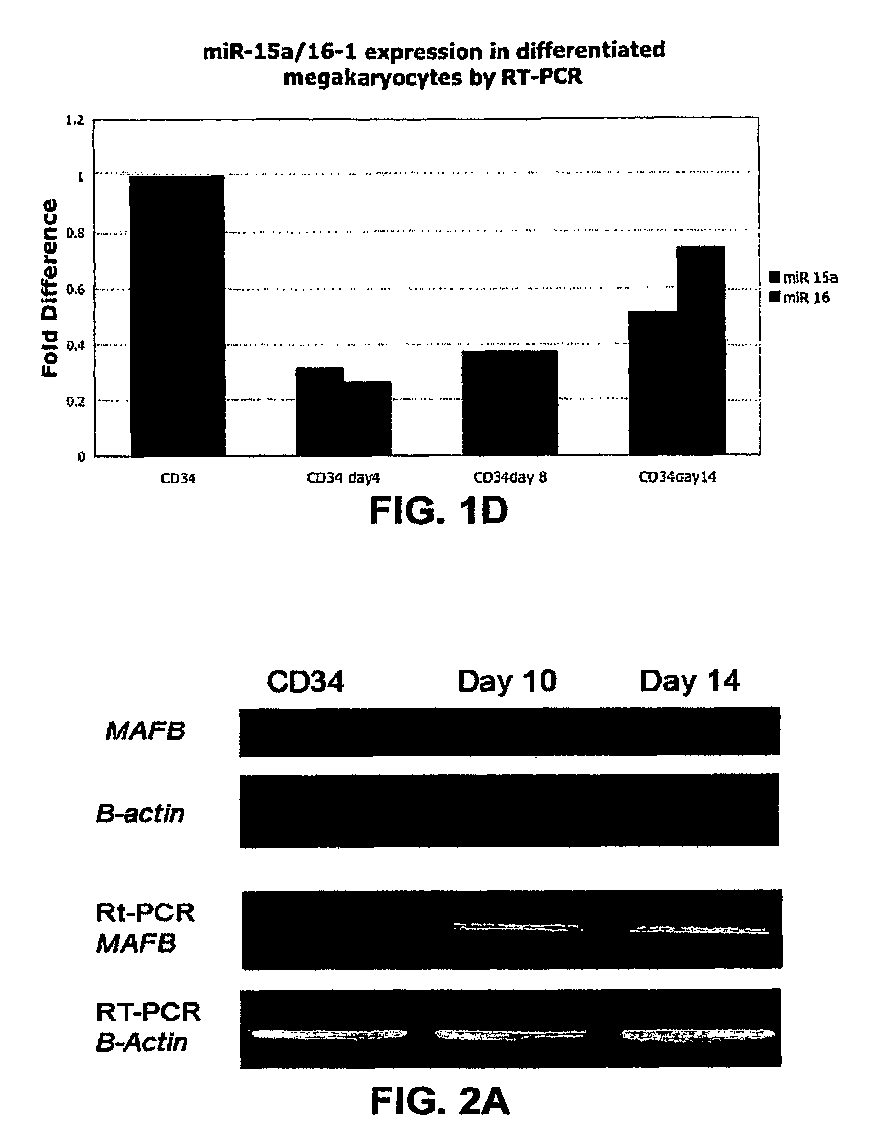 MicroRNA fingerprints during human megakaryocytopoiesis