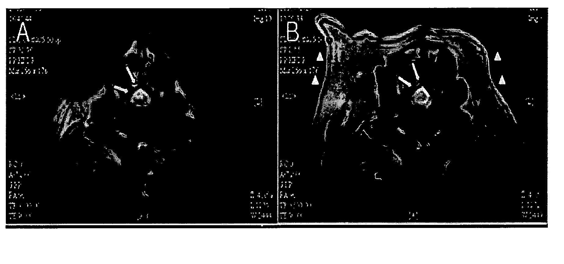 Multipotent adult stem cell derived from canine umbilical cord blood, placenta and canine fetus heart, method for preparing the same and cellular therapeutics containing the same