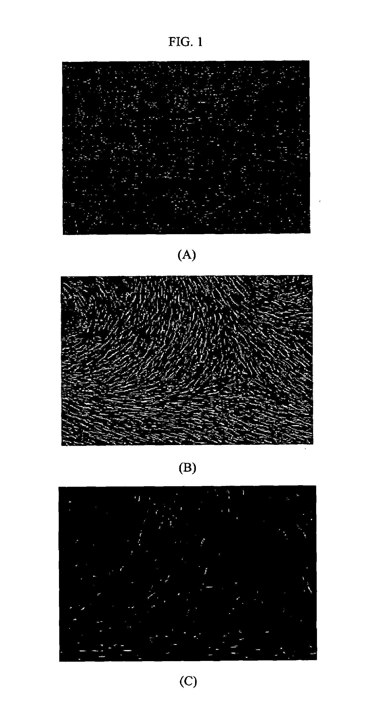 Multipotent adult stem cell derived from canine umbilical cord blood, placenta and canine fetus heart, method for preparing the same and cellular therapeutics containing the same