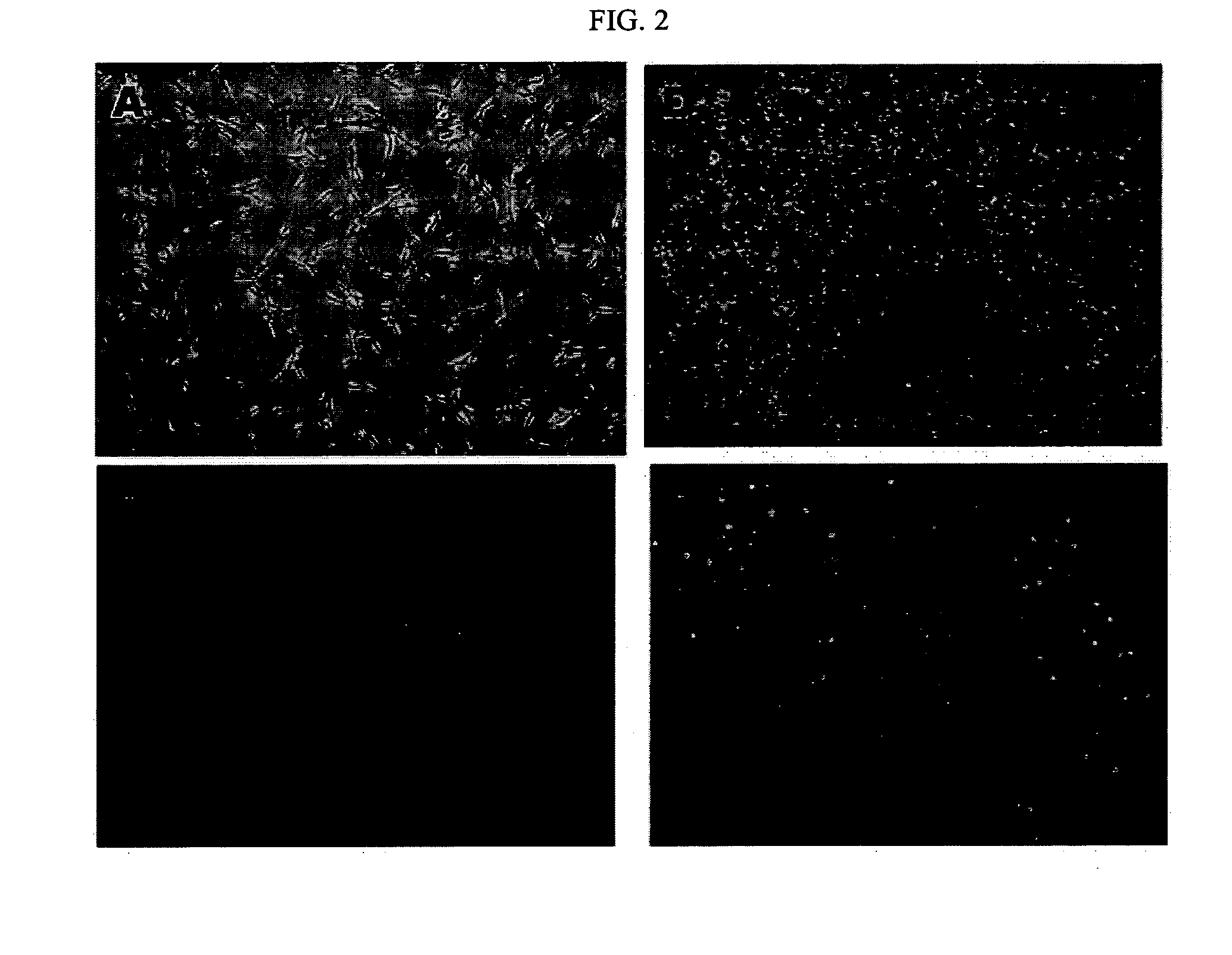 Multipotent adult stem cell derived from canine umbilical cord blood, placenta and canine fetus heart, method for preparing the same and cellular therapeutics containing the same