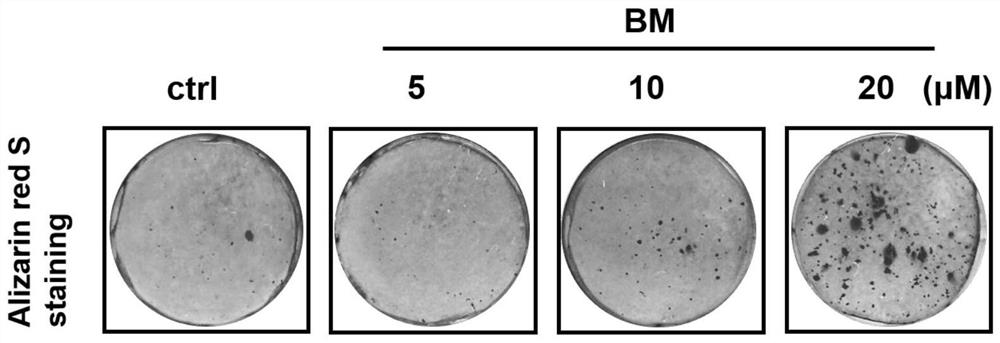 Application of bergamottin in prevention or treatment of osteoporosis and/or bone loss