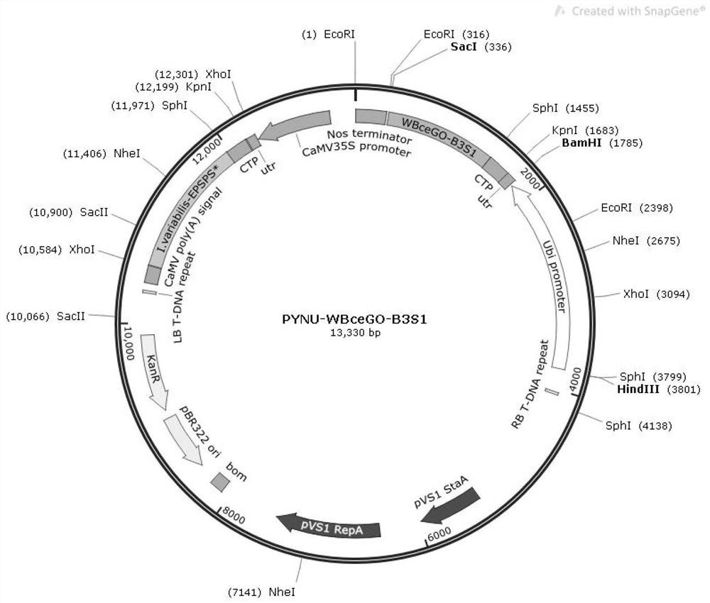 Degradation type glyphosate-resistant gene, plant expression vector, and cultivation method and application of degradation type glyphosate-resistant transgenic rice