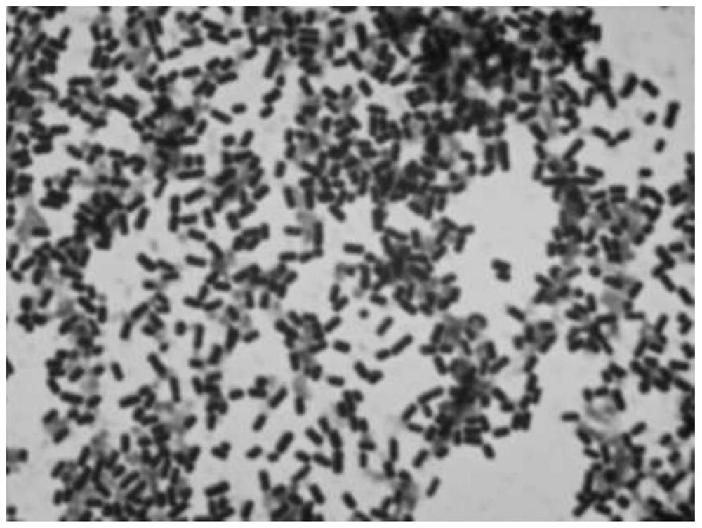 Lactobacillus zjuids03 against Helicobacter pylori and its application