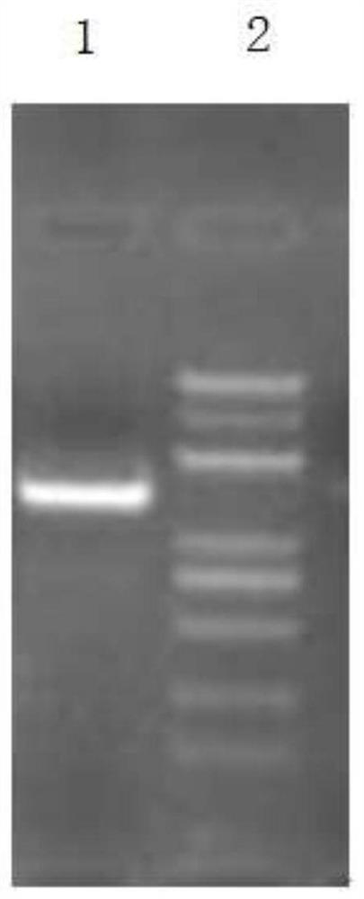 Lactobacillus zjuids03 against Helicobacter pylori and its application