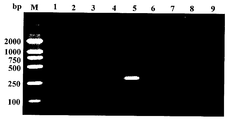 Spiraling whitefly specificity SCAR primer, detecting method and reagent case thereof