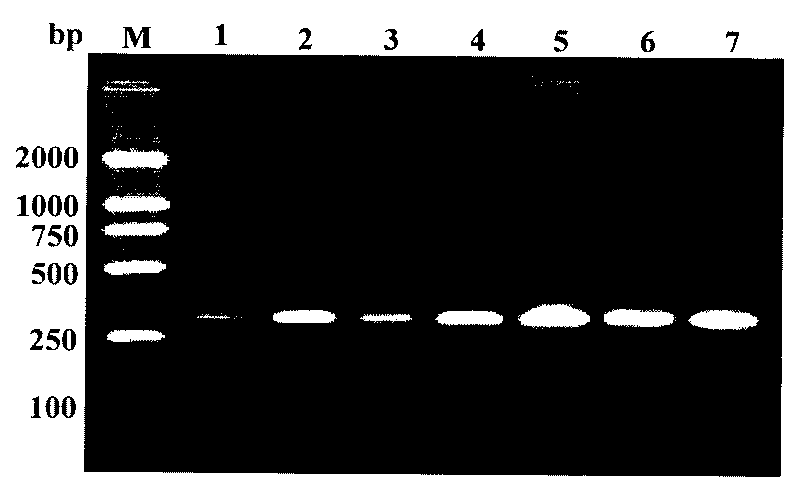 Spiraling whitefly specificity SCAR primer, detecting method and reagent case thereof