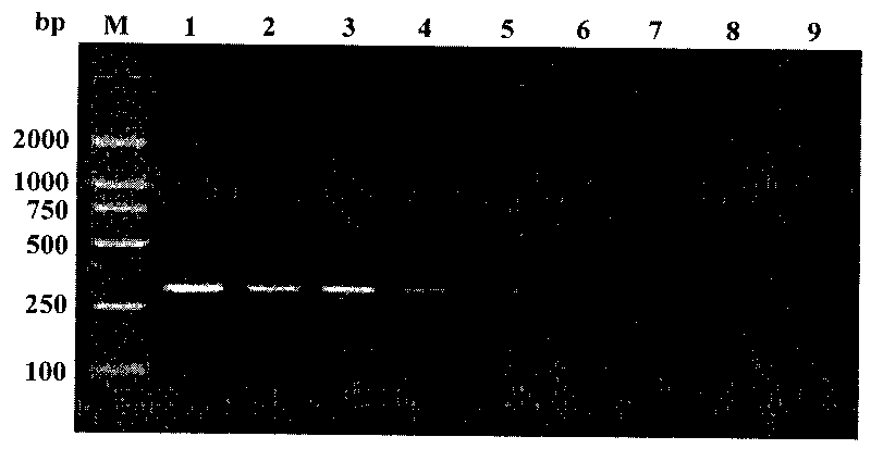 Spiraling whitefly specificity SCAR primer, detecting method and reagent case thereof