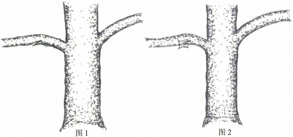 Mastoptosis-shaped burl forming method of ginkgo trees by artificial induction