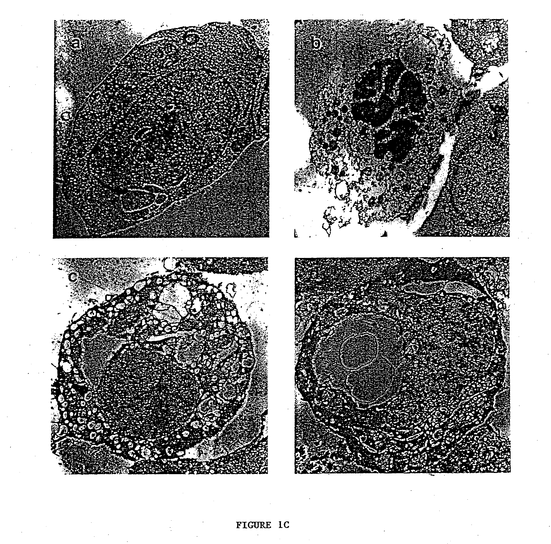 Nonapoptotic forms of cell death and methods of modulation