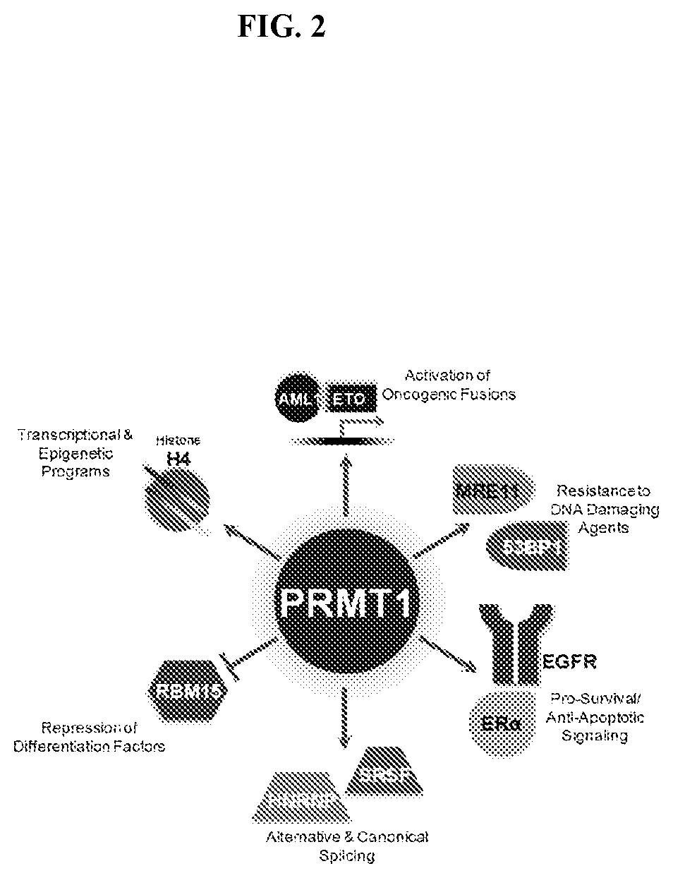 Combination therapy