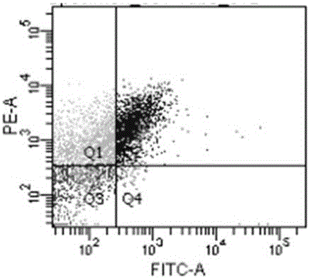 Brucella Omp10 protein antigen epitope polypeptide and application thereof