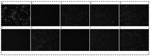 Immunodiagnosis kit for specifically detecting chikungunya virus NSP1 antigen