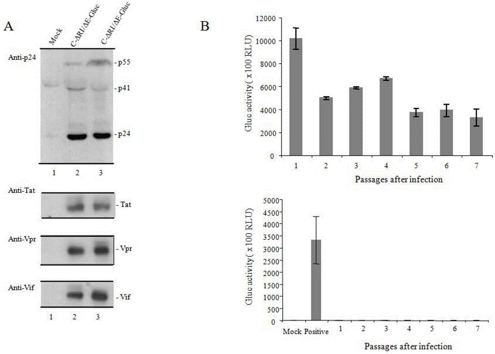 Single-circulation-copy AIDS virus-like particle and preparation method and application thereof