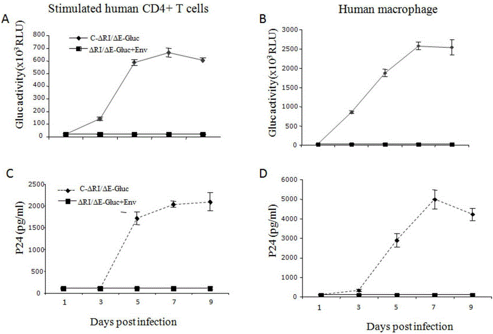 Single-circulation-copy AIDS virus-like particle and preparation method and application thereof