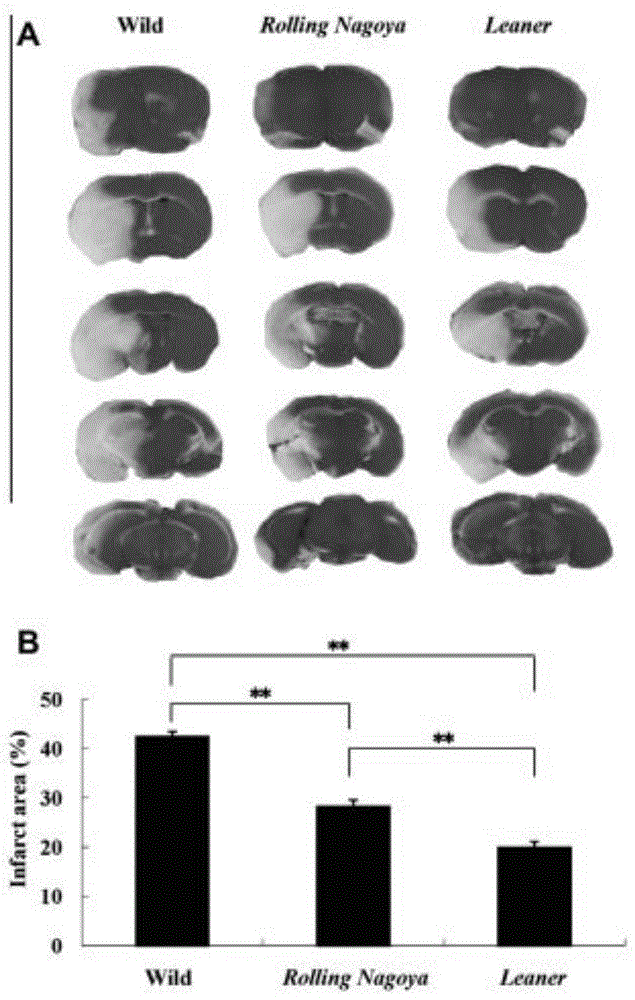 Influence of calcium ion increase rate reducing on cell death reducing with penumbral region neuron in CaV2.1 mutant mouse model