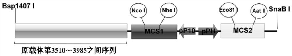 A method for co-expressing four structural proteins of African swine fever virus in insect cells and its application