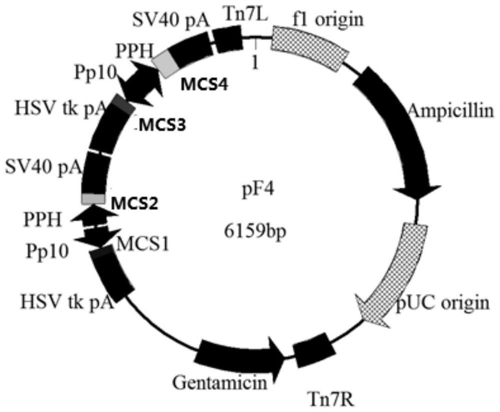 A method for co-expressing four structural proteins of African swine fever virus in insect cells and its application