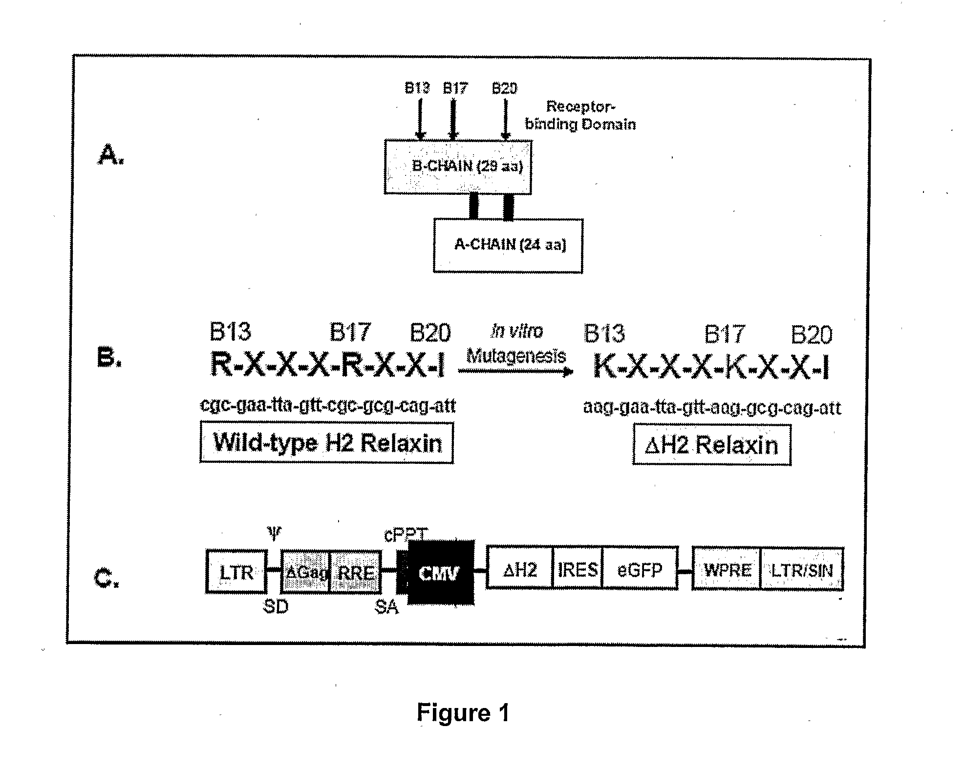 Modified h2 relaxin for tumor suppression