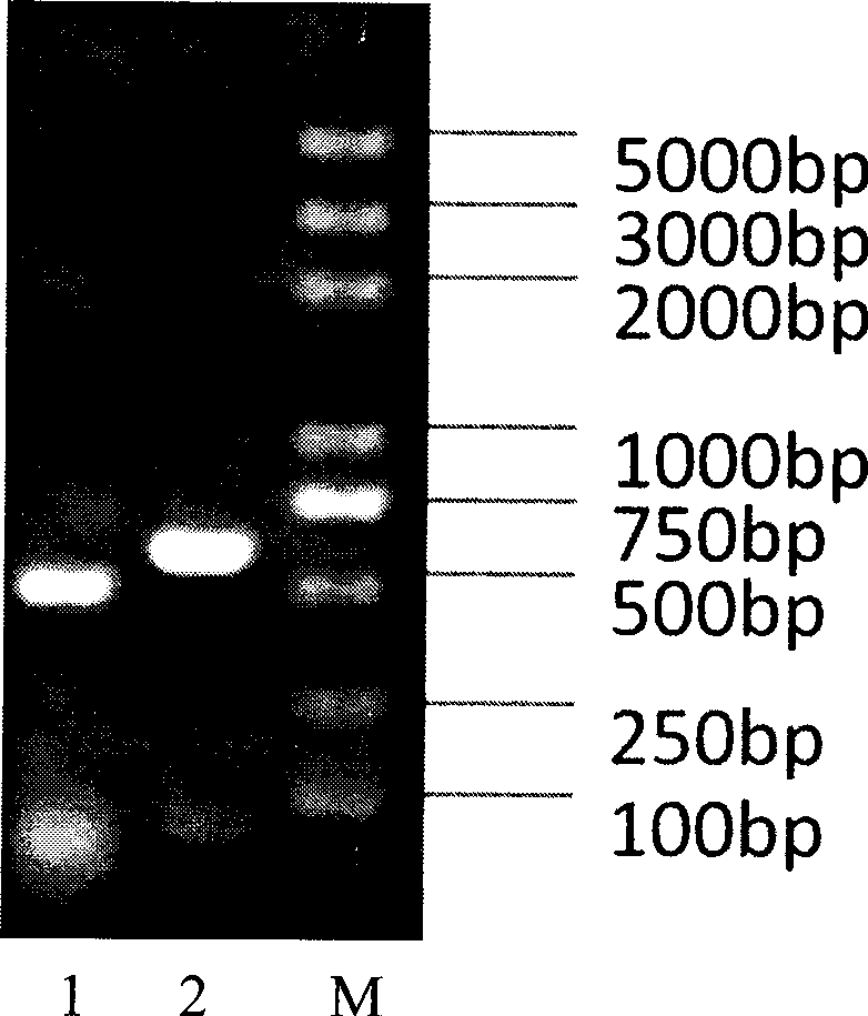 Recombinant bacterium of brucella abortus with immunity labeling and use thereof