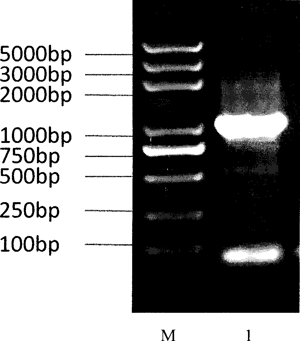 Recombinant bacterium of brucella abortus with immunity labeling and use thereof