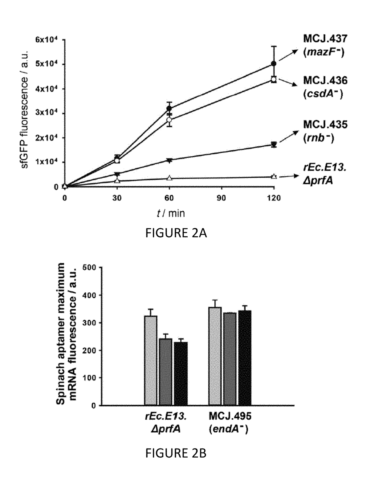 Platforms for cell-free protein synthesis comprising extracts from genomically recoded <i>E. coli </i>strains having genetic knock-out mutations in release factor 1 (RF-1) and endA