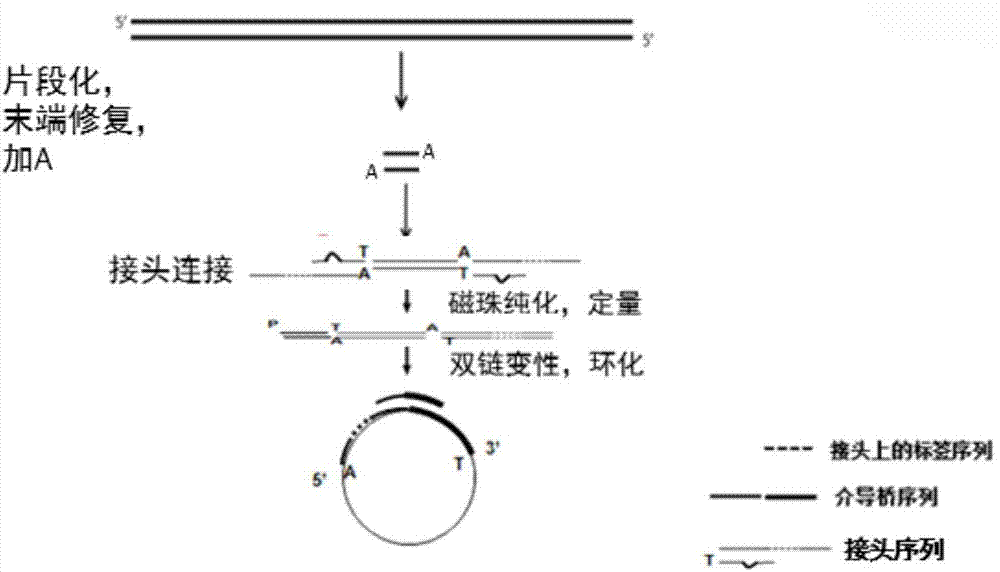 Reagent box for detecting chromosome aneuploidy and preparing method and application thereof