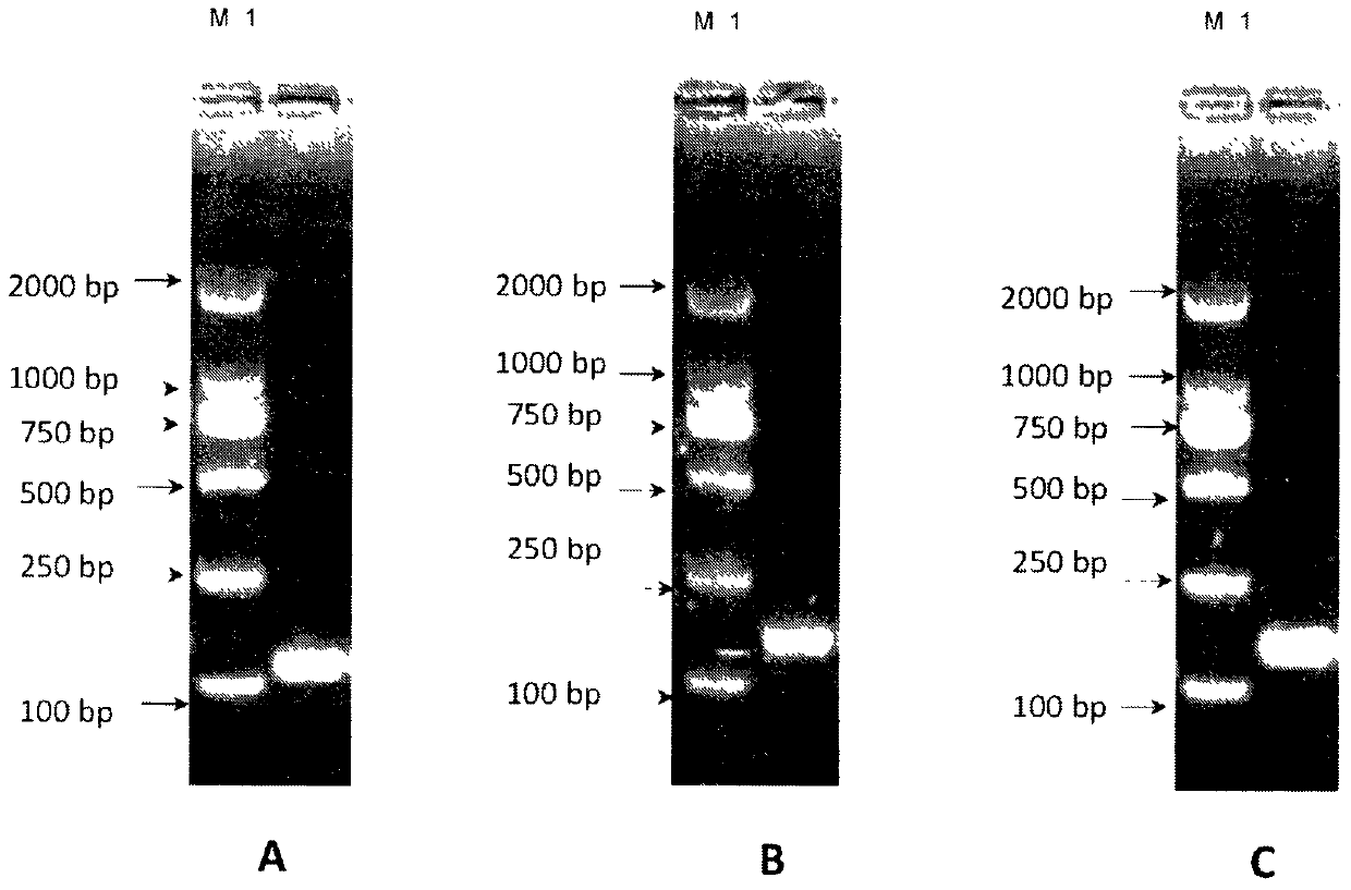 BVDV (bovine viral diarrhea virus) internal control typing fluorescent PCR (polymerase chain reaction) detection kit and preparation thereof