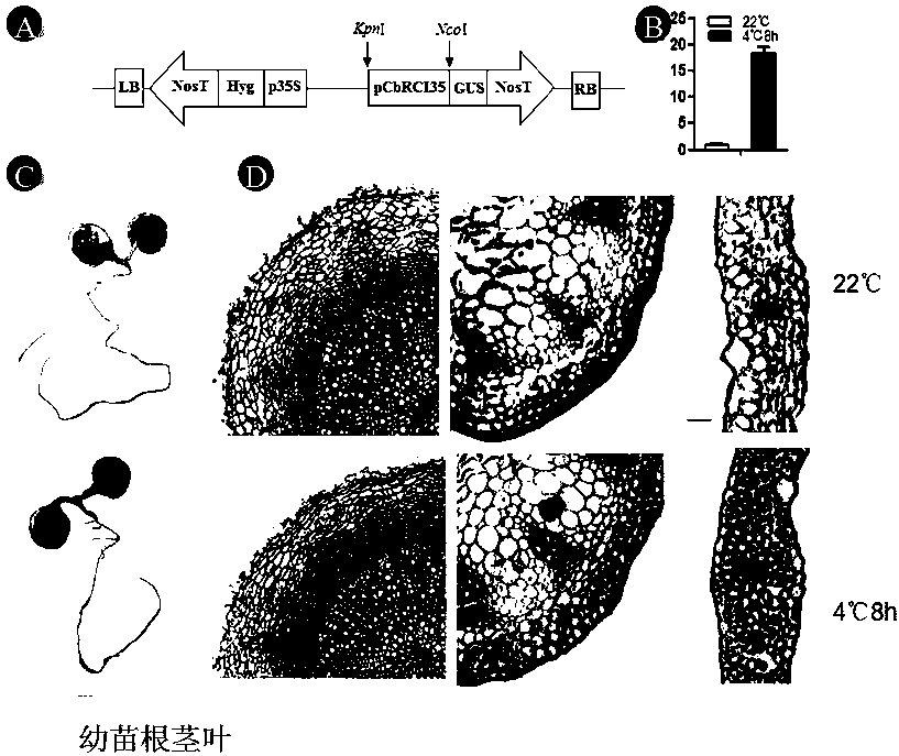 Shepherd's purse peroxidase gene promoter and its application in improving plant cold resistance