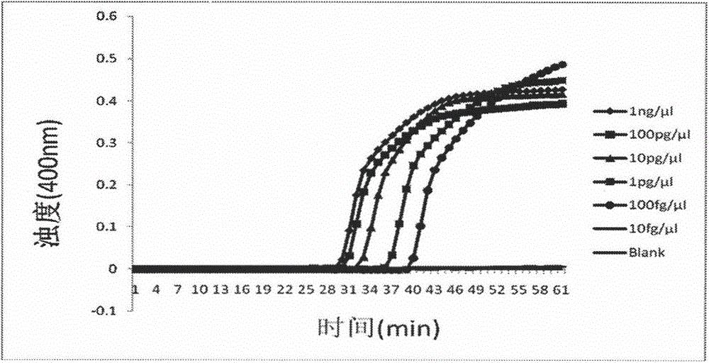 Method for detection of turnip mosaic virus using reverse transcription loop-mediated isothermal amplification technique