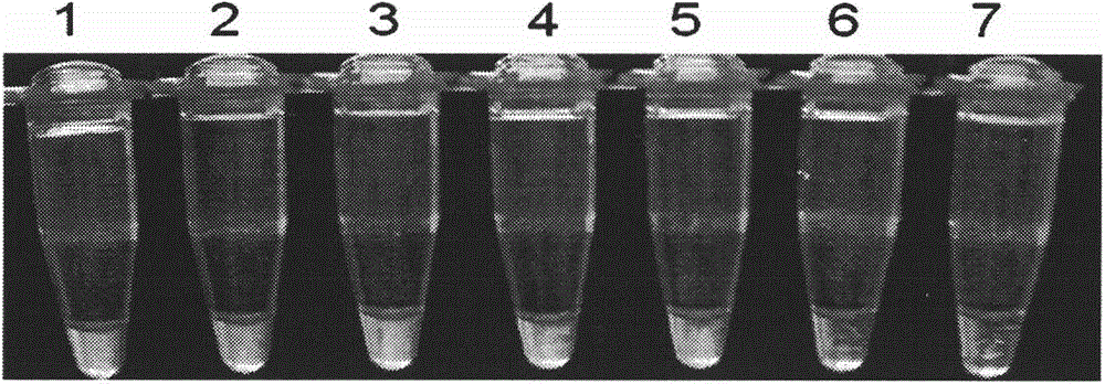 Method for detection of turnip mosaic virus using reverse transcription loop-mediated isothermal amplification technique