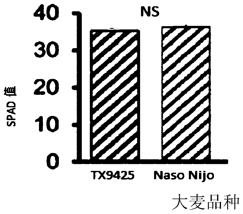 Method for high-throughput rapid evaluation and/or screening of saline-alkali tolerant plants