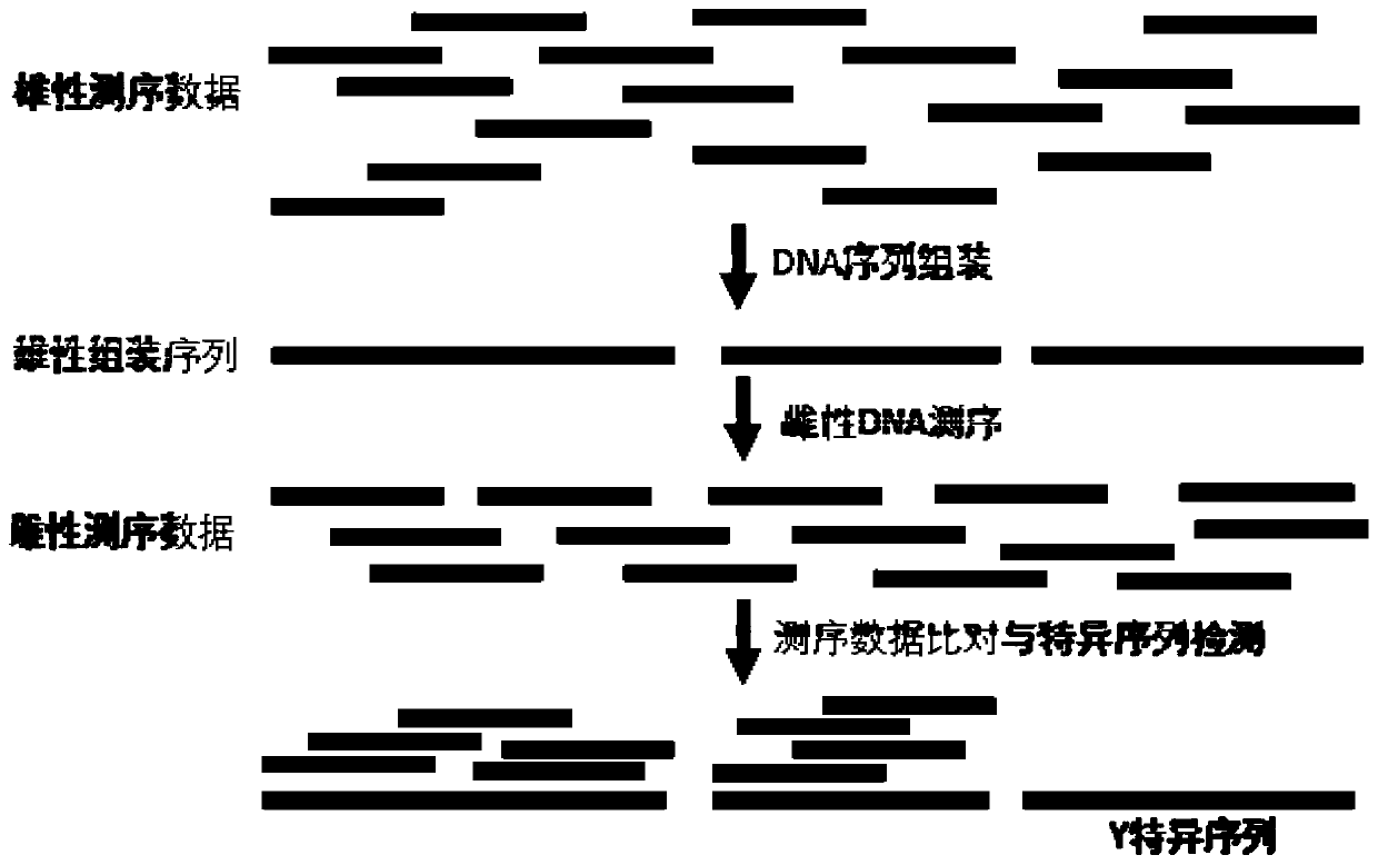 Siniperca chuatsi male molecular marker primers and application thereof