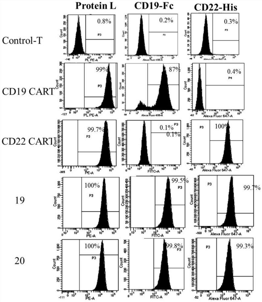 Chimeric antigen receptor (CAR) targeting bispecific sites and application thereof