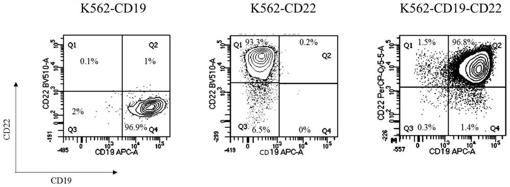 Chimeric antigen receptor (CAR) targeting bispecific sites and application thereof