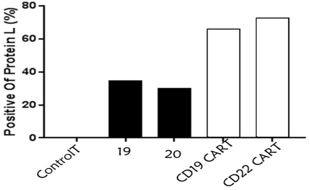 Chimeric antigen receptor (CAR) targeting bispecific sites and application thereof