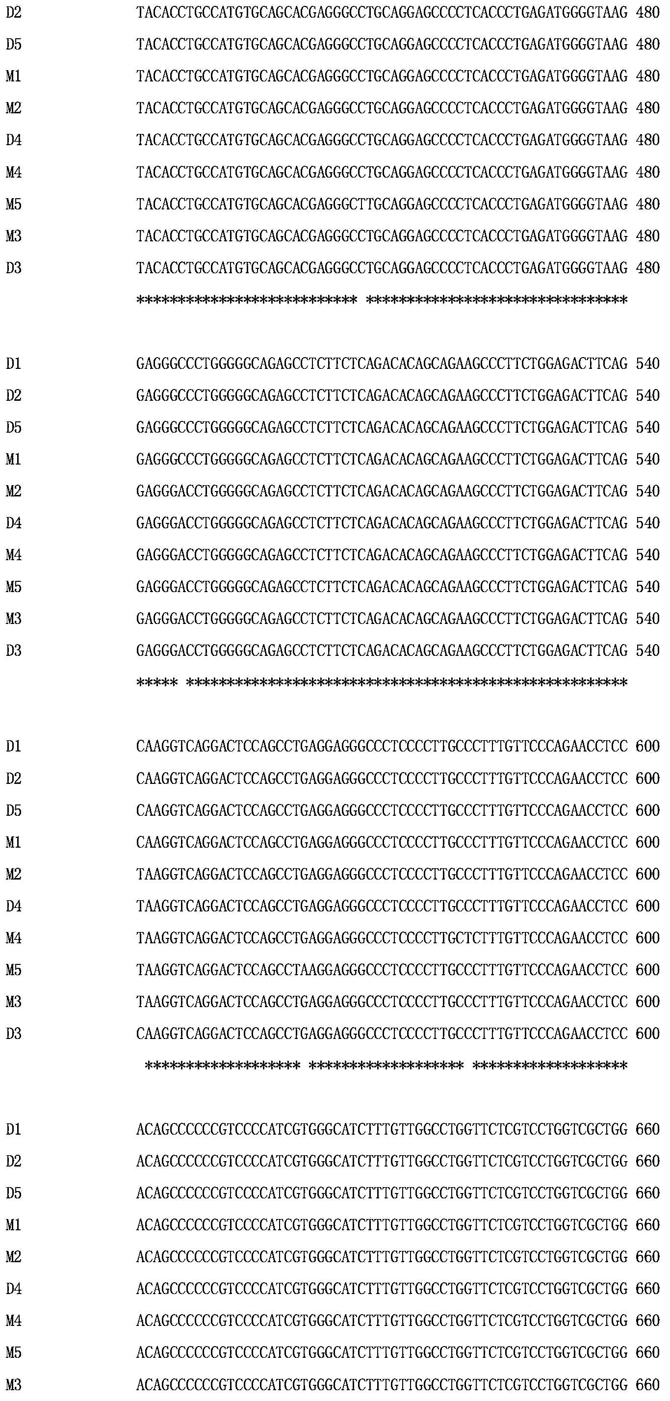 Genetic marker for character of litter size of pig utilizing SLA-11 gene