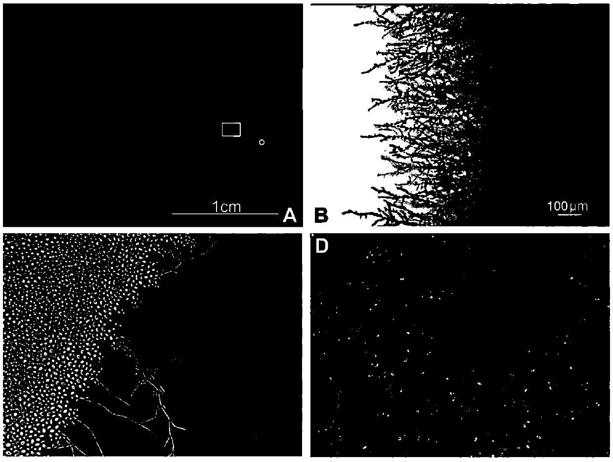 Biocontrol bacterium candida intermedia C410 for preventing and controlling gray mold and suspending agent and application thereof