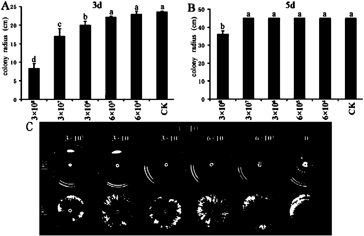 Biocontrol bacterium candida intermedia C410 for preventing and controlling gray mold and suspending agent and application thereof