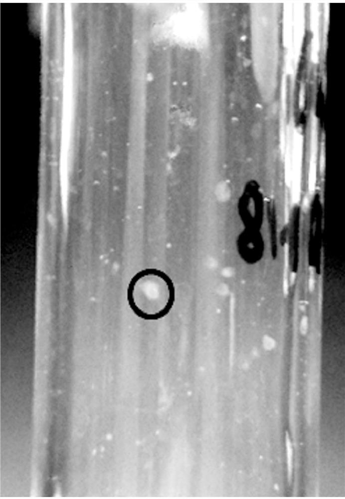 Methylobacterium with denitrification function and hypoxia stress resistance and application thereof