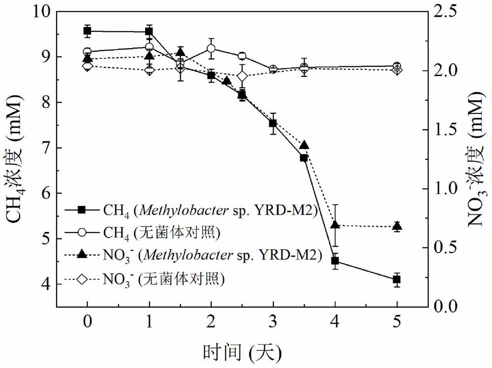 Methylobacterium with denitrification function and hypoxia stress resistance and application thereof