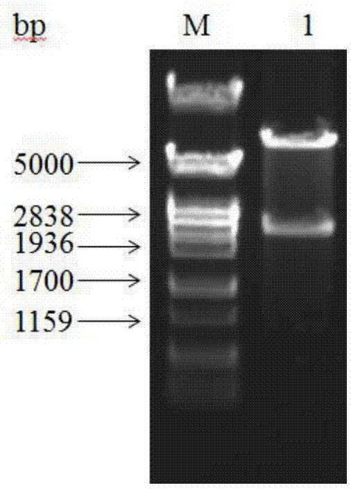 Metabolism transformation Bacillus subtilis biotransformed cell, preparation method and applications thereof