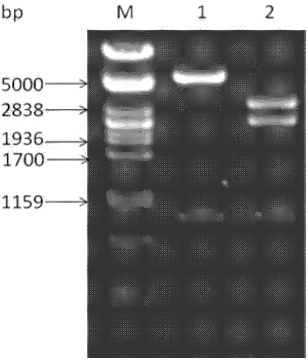 Metabolism transformation Bacillus subtilis biotransformed cell, preparation method and applications thereof