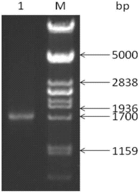 Metabolism transformation Bacillus subtilis biotransformed cell, preparation method and applications thereof