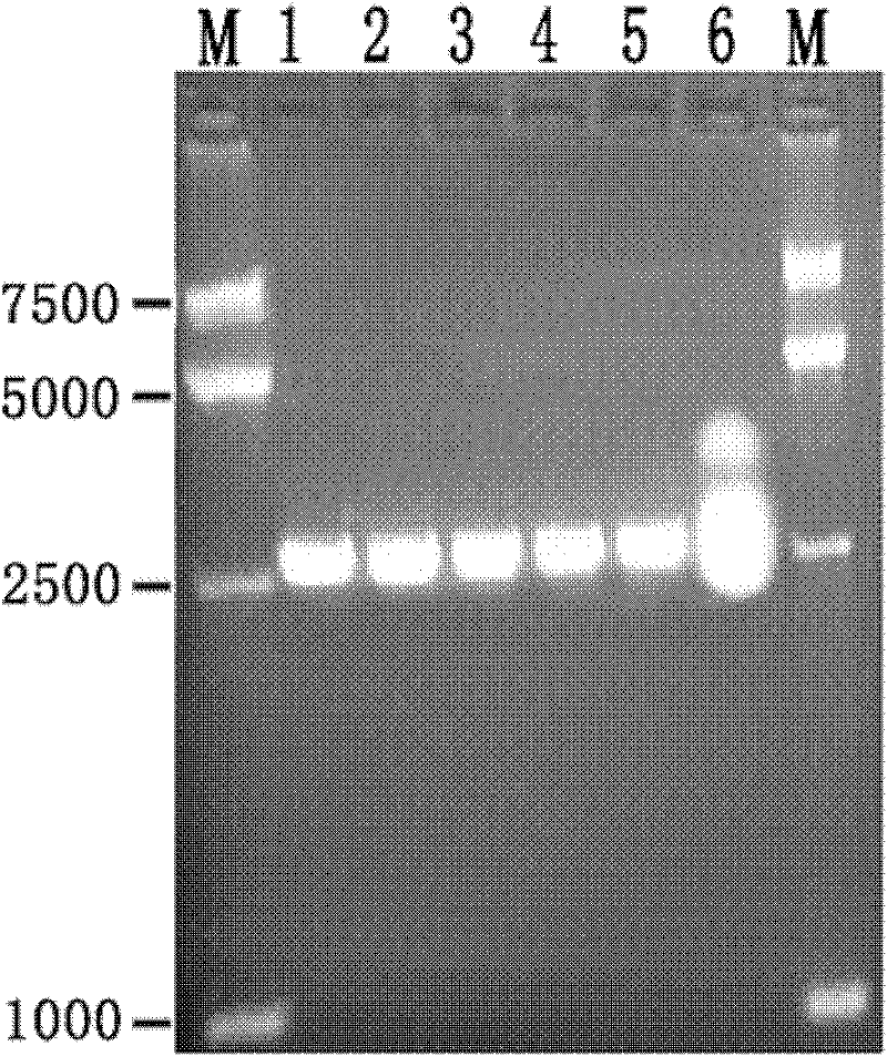 Method for constructing haemophilus parasuis genome library and screened immune protein