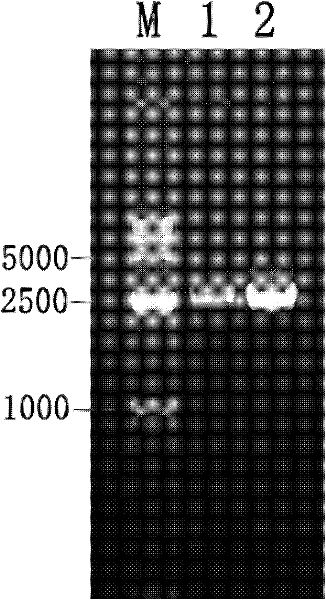 Method for constructing haemophilus parasuis genome library and screened immune protein