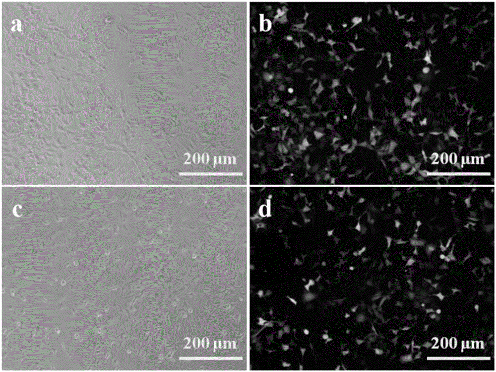 MrgprX2 high-expression reconstituted cell and MrgprX2 high-expression membrane receptor stationary phase and preparation method and application thereof